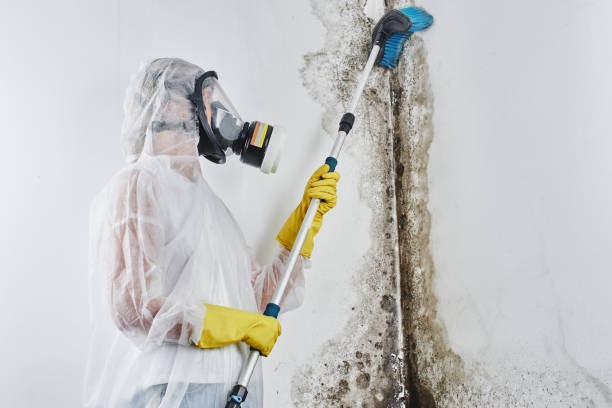Best White Mold Remediation in Marissa, IL