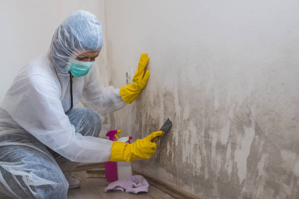 Best Industrial Mold Remediation in Marissa, IL