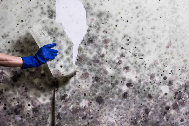 Best Mold Testing and Inspection Services in Marissa, IL